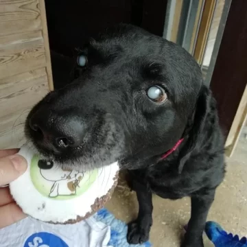 Oscar the dog eating cake
