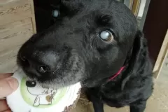 Oscar the dog eating cake