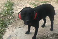 Black labrador with ear defenders