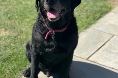 Black Labrador