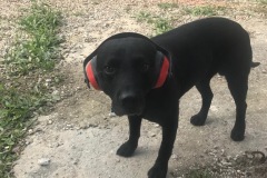 Black Labrador